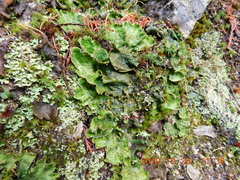 Peltigera britannica