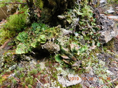 Peltigera britannica