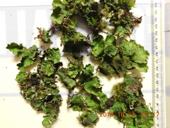 Peltigera britannica