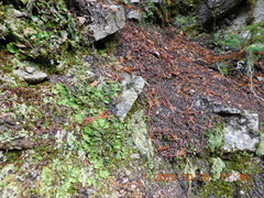 Peltigera britannica