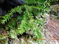 Peltigera britannica
