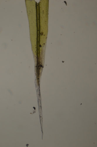 Image of Racomitrium lawtonae by no rights reserved