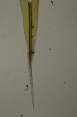 Racomitrium lawtonae