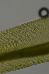 Racomitrium lawtonae