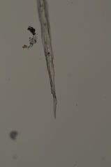 Racomitrium lawtonae