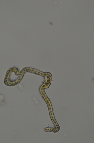 Image of Racomitrium lawtonae by no rights reserved