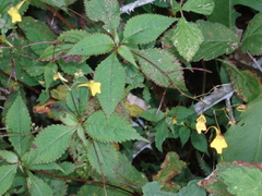 Impatiens racemosa