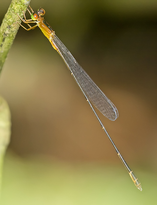 Guatemalan Spinyneck