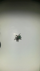 Maratus speciosus