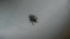 Maratus speciosus