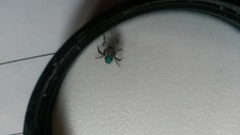 Maratus speciosus