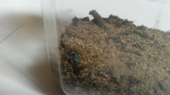 Maratus speciosus