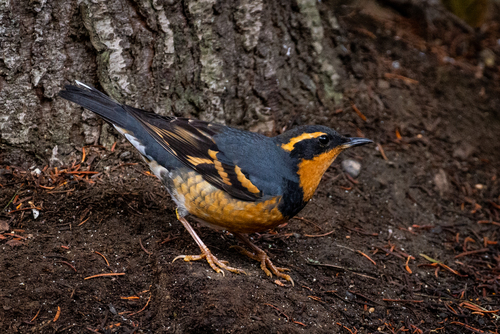Varied Thrush