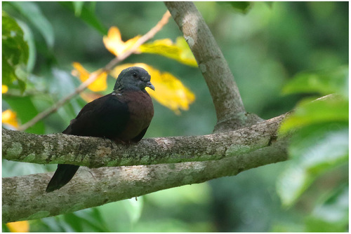 Eastern Bronze-naped Pigeon