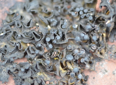 Lathagrium undulatum