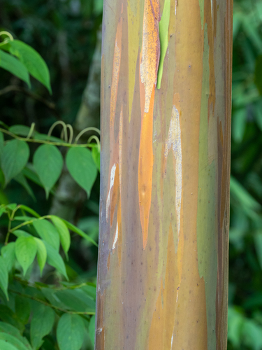 Eucalyptus deglupta - Bark