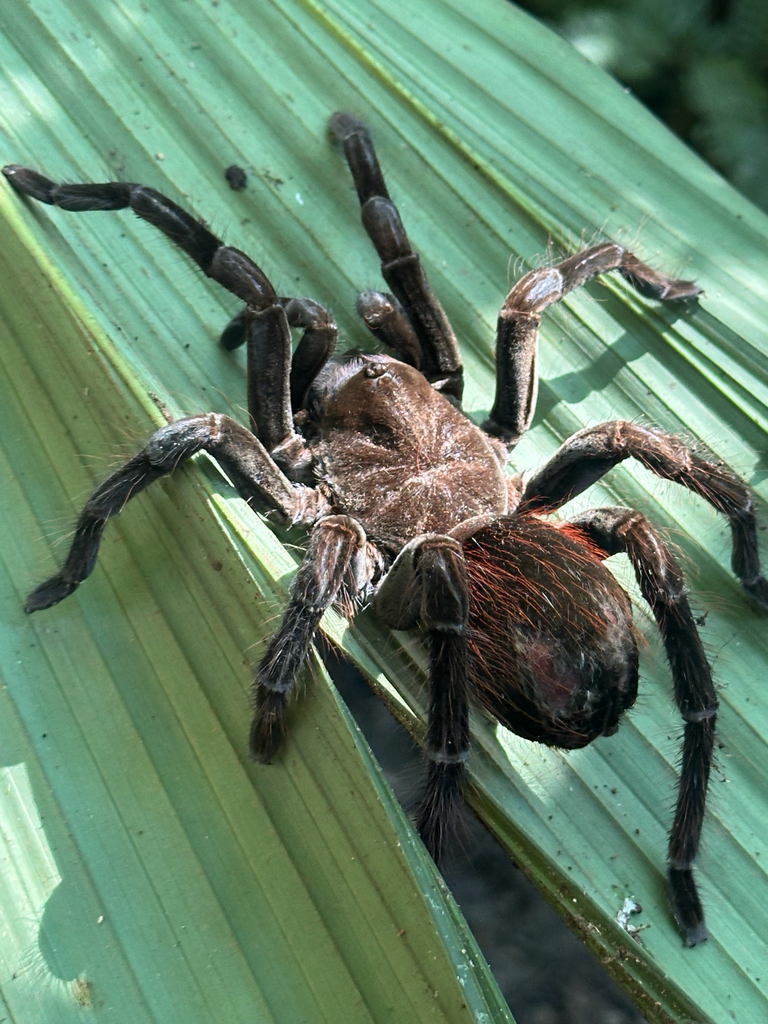 Ecuadorian brownvelvet tarantula