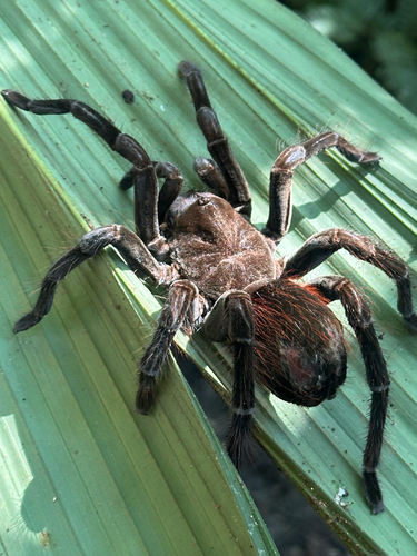 Ecuadorian brownvelvet tarantula