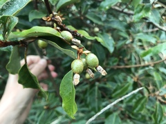 Elaeagnus thunbergii