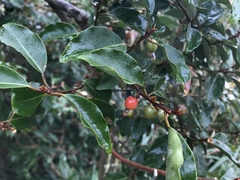 Elaeagnus thunbergii