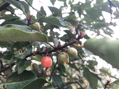 Elaeagnus thunbergii