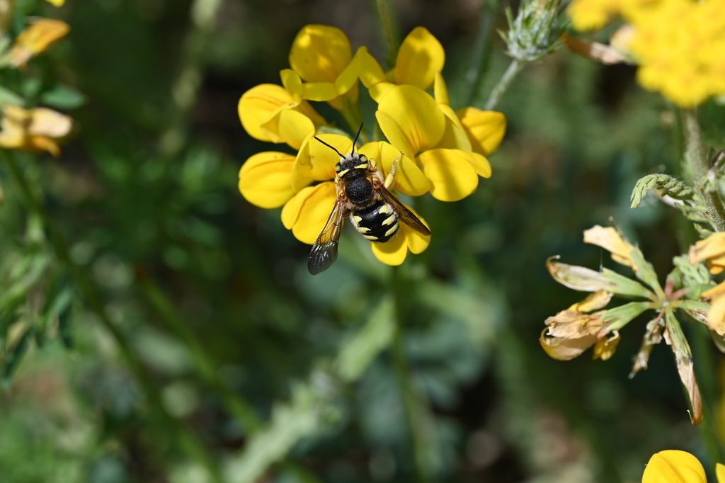 Anthidium undulatiforme