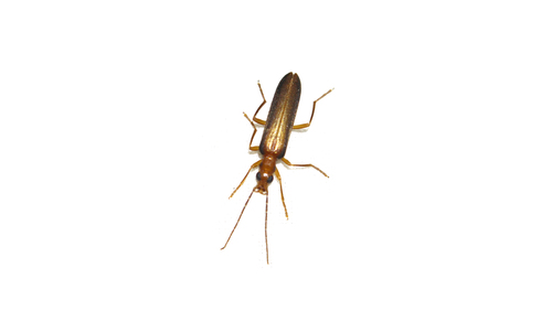Nacerdes carniolica