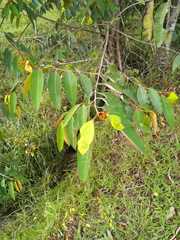 Vismia guianensis