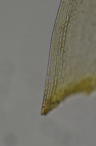 Image of Racomitrium lawtonae by no rights reserved