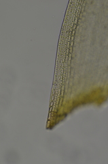 Racomitrium lawtonae