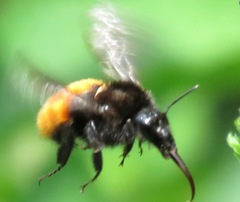 Bombus excellens
