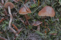 Cortinarius obtusus