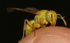 Protopolybia amarella