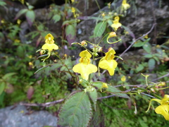 Impatiens racemosa