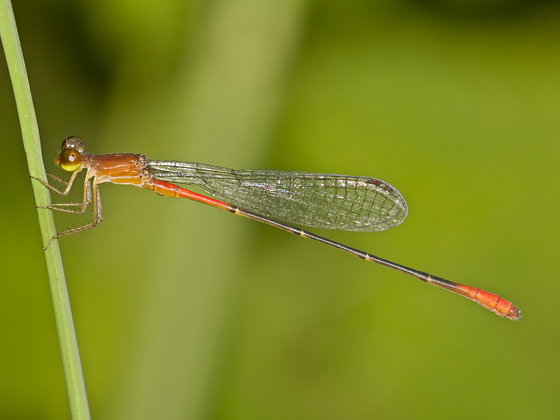 Belize Firetail