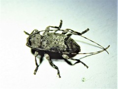 Sternidius mimeticus