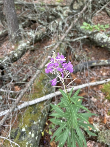 fireweed