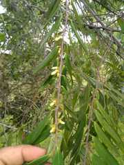 Xylopia
