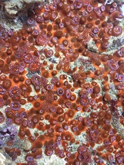 Corynactis australis