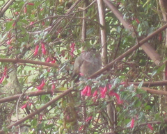 Selasphorus flammula