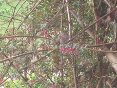 Selasphorus flammula
