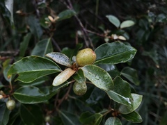 Elaeagnus thunbergii