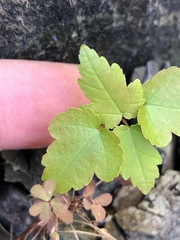 Berg-Ahorn (Acer pseudoplatanus): Herkunft und Verwendung — Foto 3