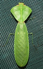 Choeradodis rhomboidea