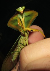 Choeradodis rhomboidea