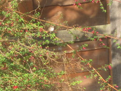 Selasphorus flammula