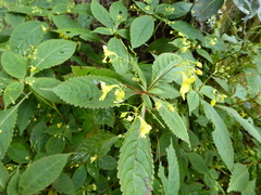 Impatiens racemosa