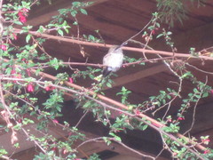 Selasphorus flammula