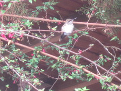 Selasphorus flammula