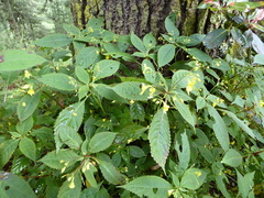 Impatiens racemosa